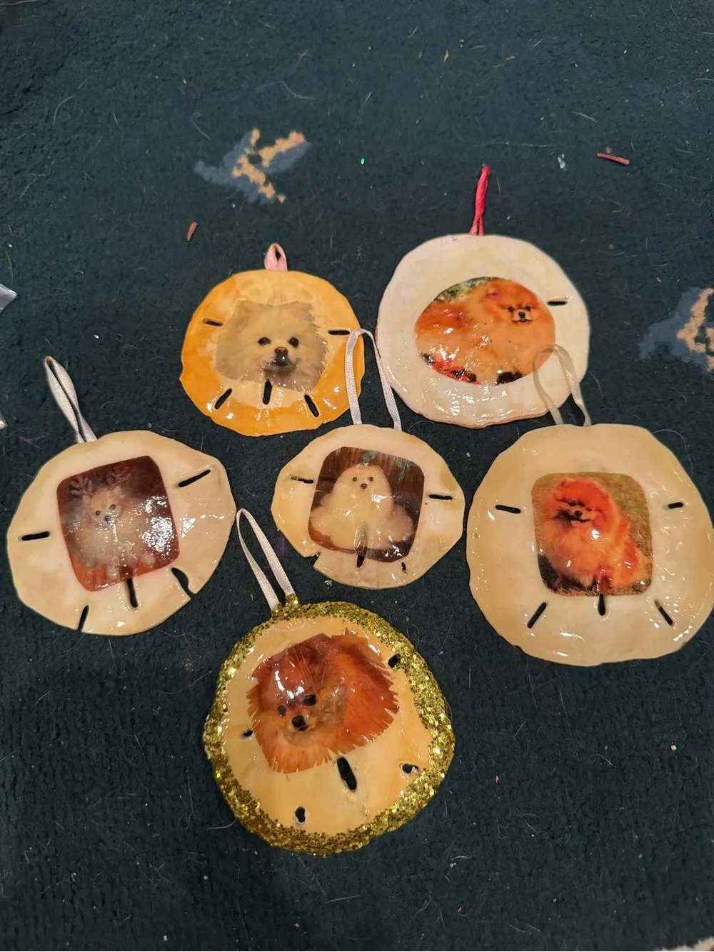 Handmade Pet Ornament real sand dollars - Pomeranian Design - Multicolor
